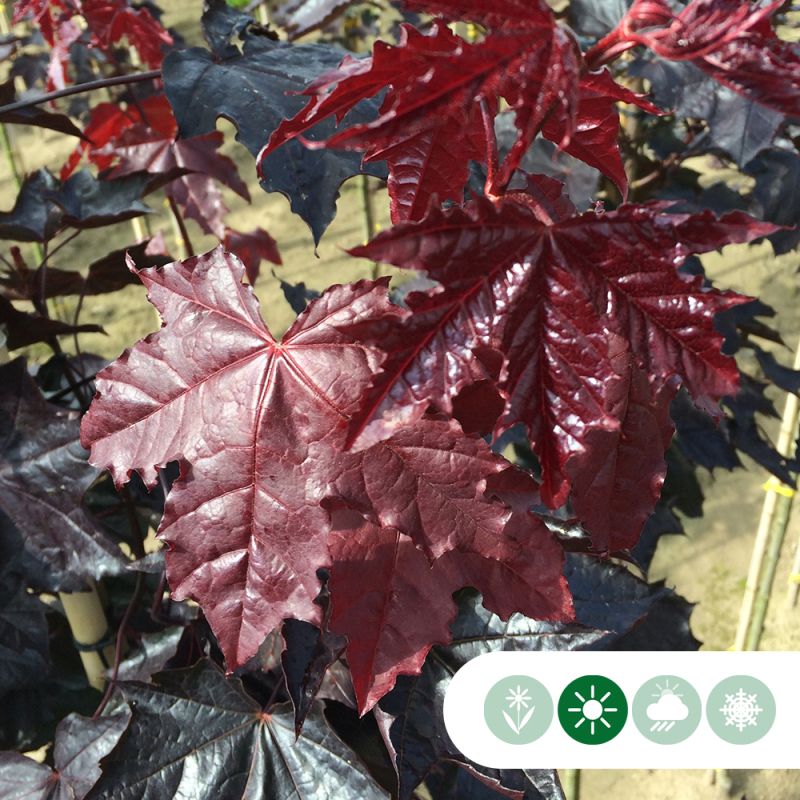 Acer Royal Red - leiboom