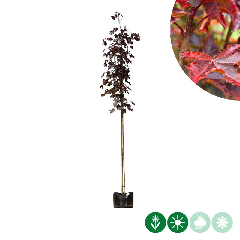 Acer Royal Red