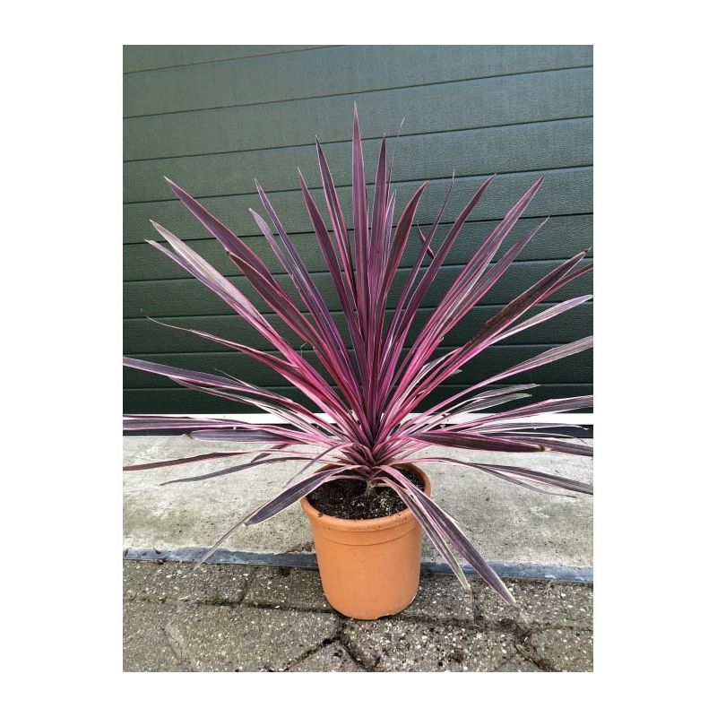 Cordyline Australis 'Pink Passion'