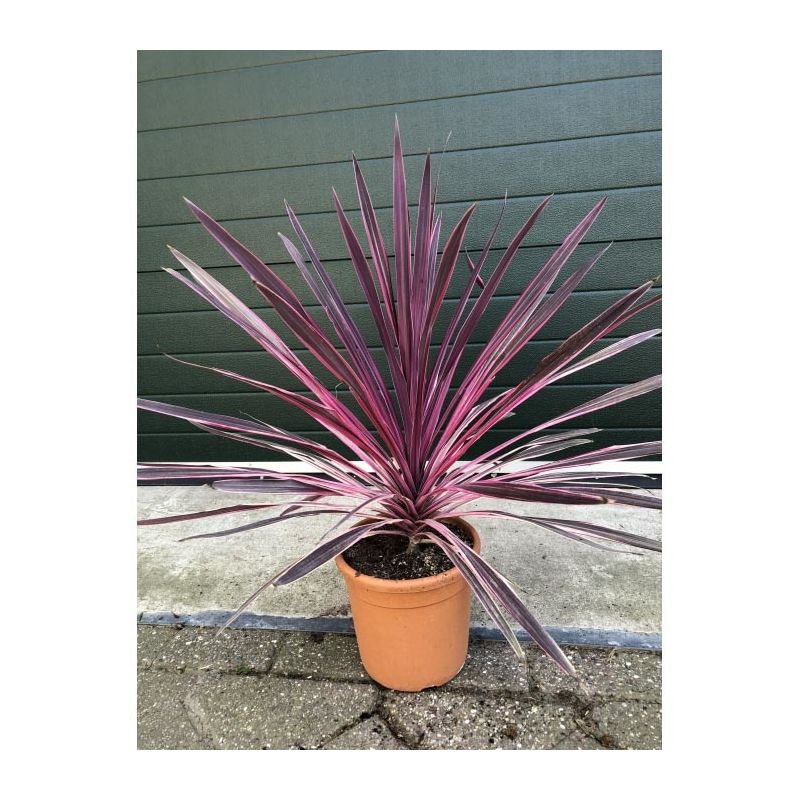 Cordyline Australis Pink Passion