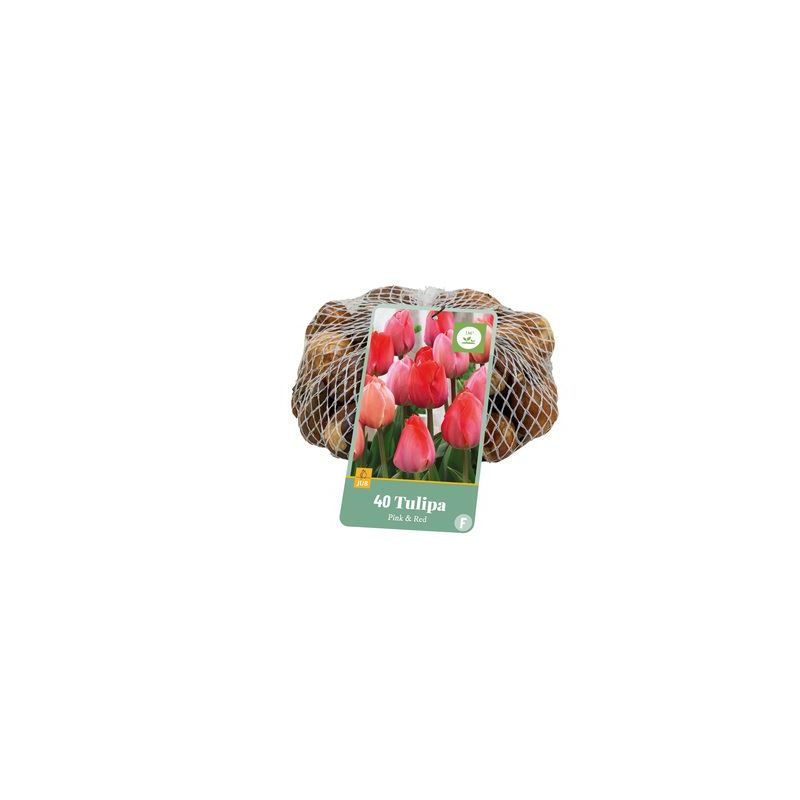 Tulipa Roze & Rood - 40 stuks