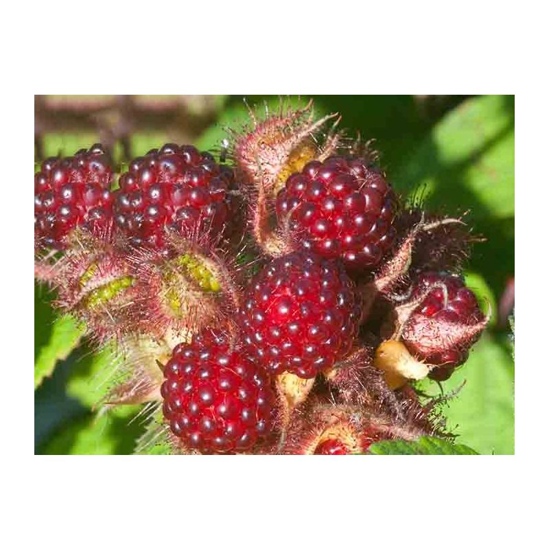 Rubus phoenicolasius