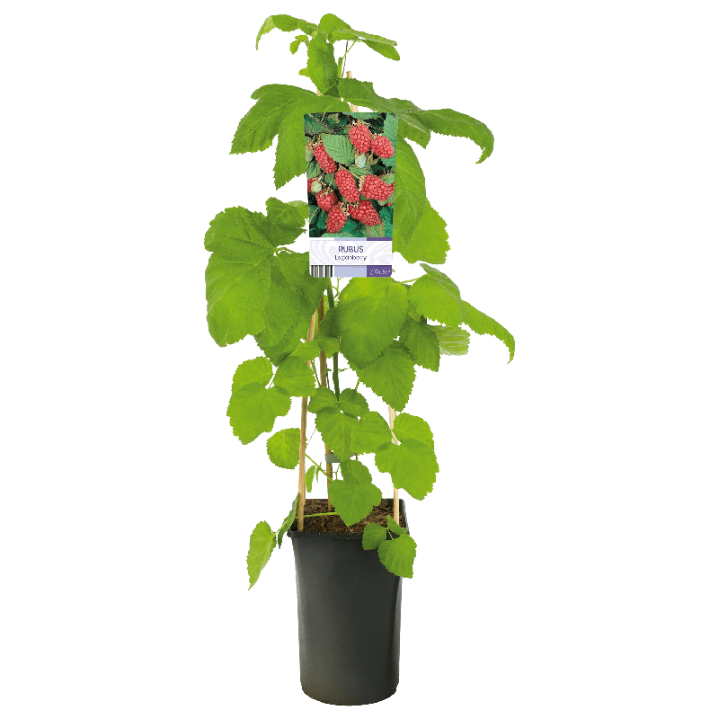 Rubus 'Loganberry'