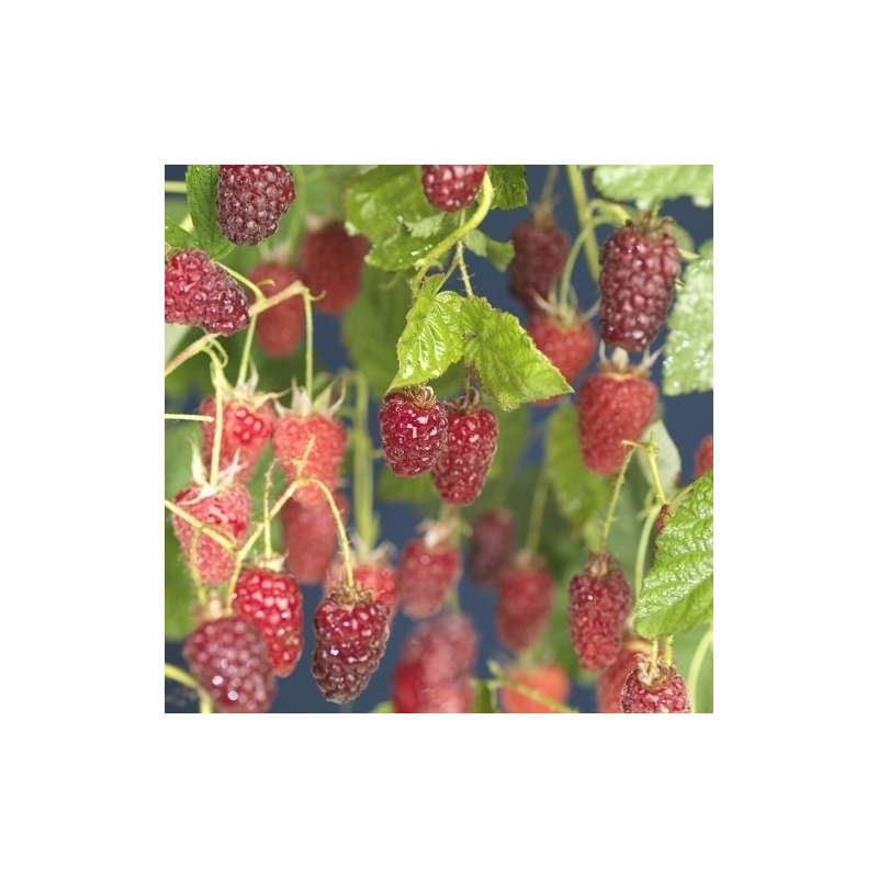 Rubus 'Tayberry'