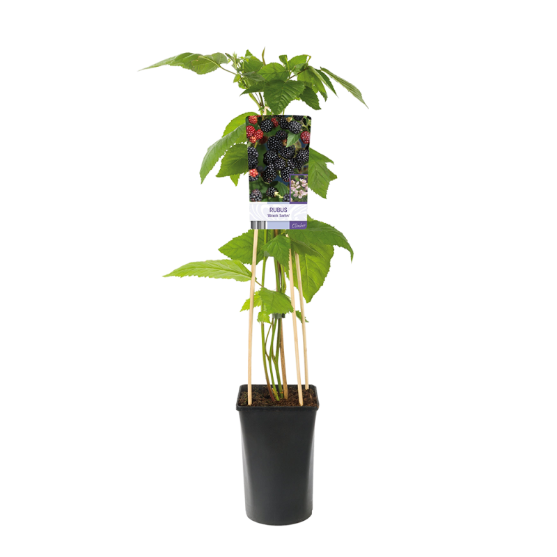 Rubus fruticosus 'Black Satin'