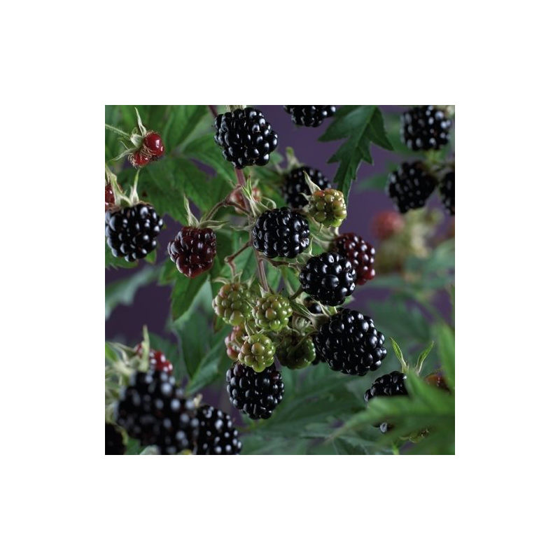 Rubus fruticosus 'Thornless Evergreen'