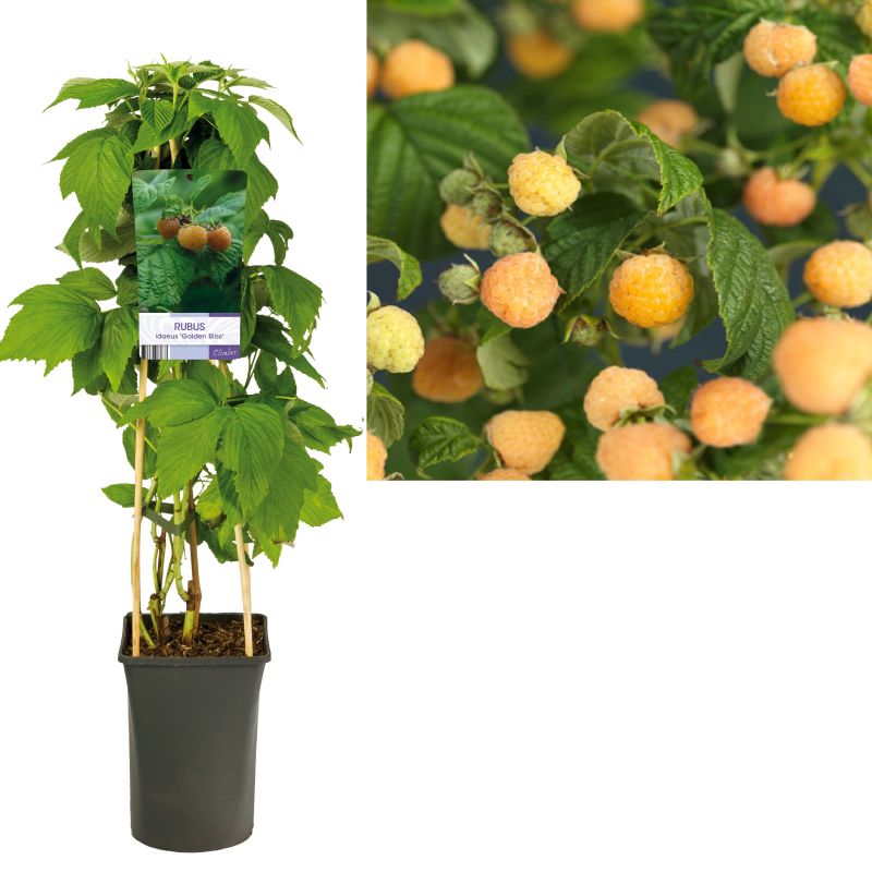 Rubus Golden Everest