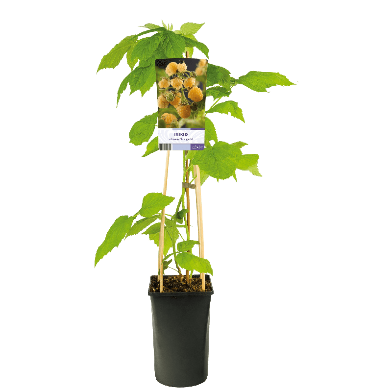 Rubus idaeus 'Fallgold'