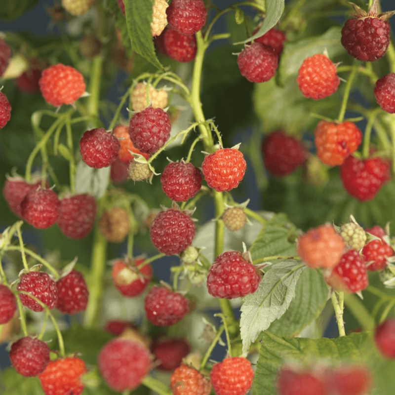 Rubus idaeus 'Autumn Bliss'