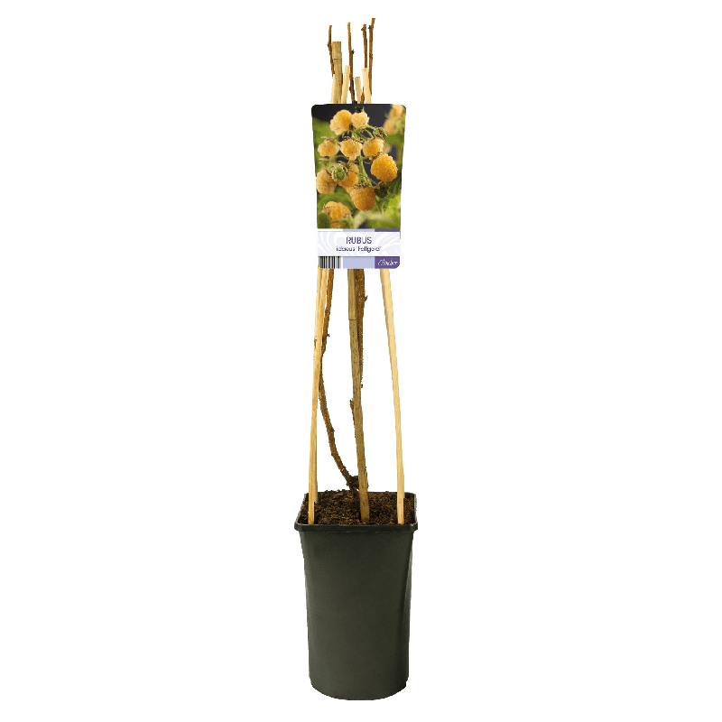 Rubus Fallgold