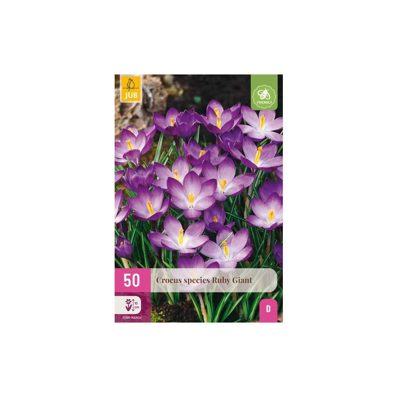Crocus species Ruby Giant - 50 stuks