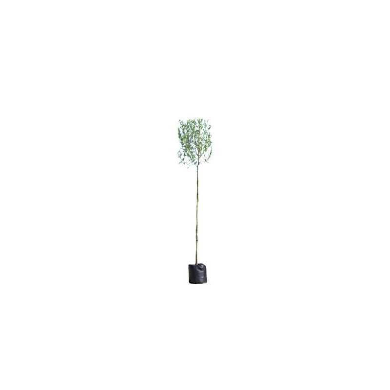 Salix Alba - bolvorm