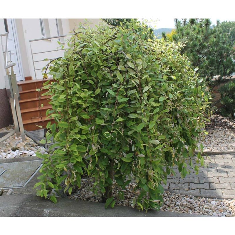 Salix Kilmarnock op stam