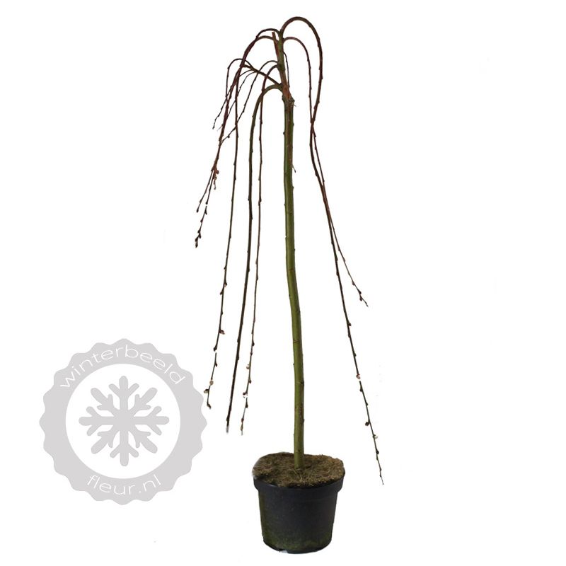 Salix Kilmarnock op stam