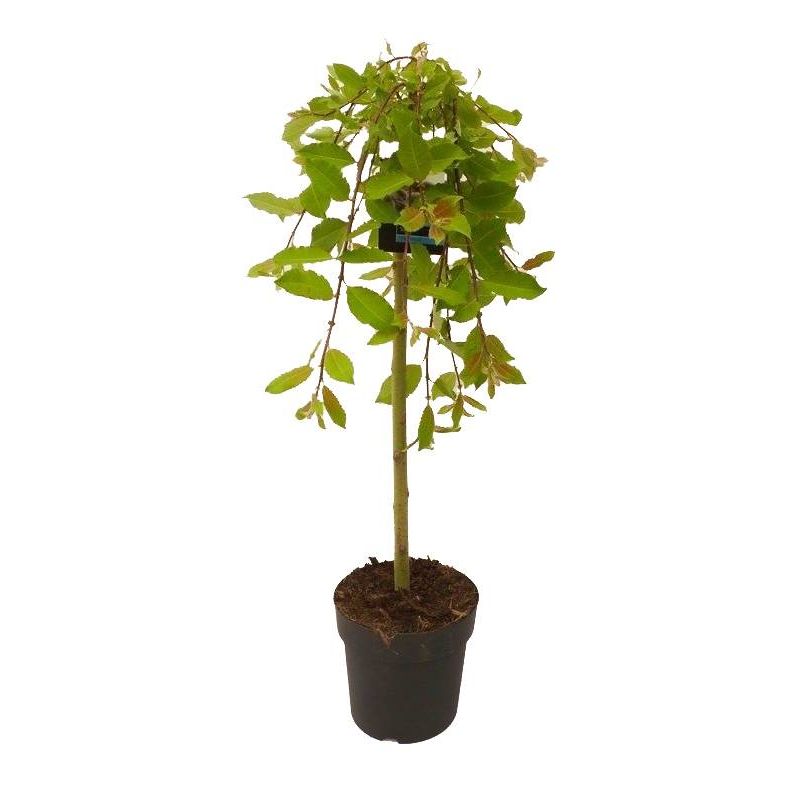 Salix Kilmarnock op stam