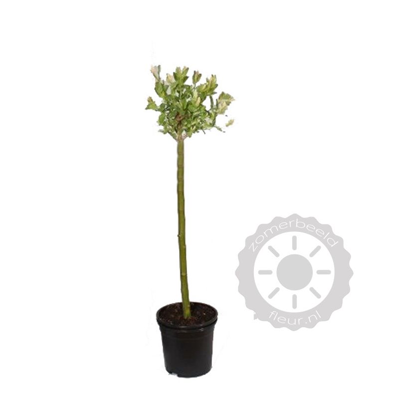 Salix helvetica op stam