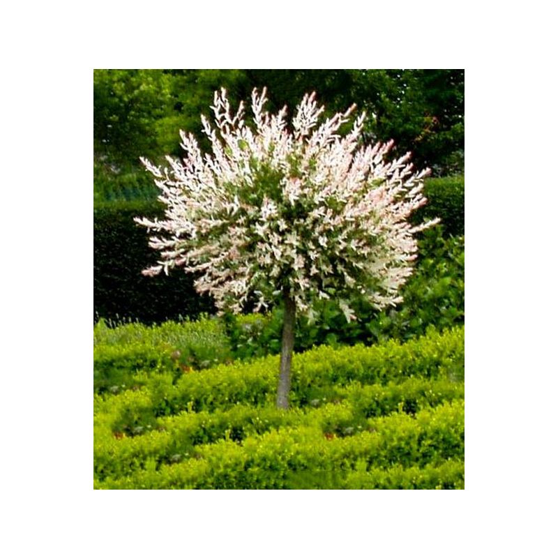 Salix Hakuro Nishiki op stam