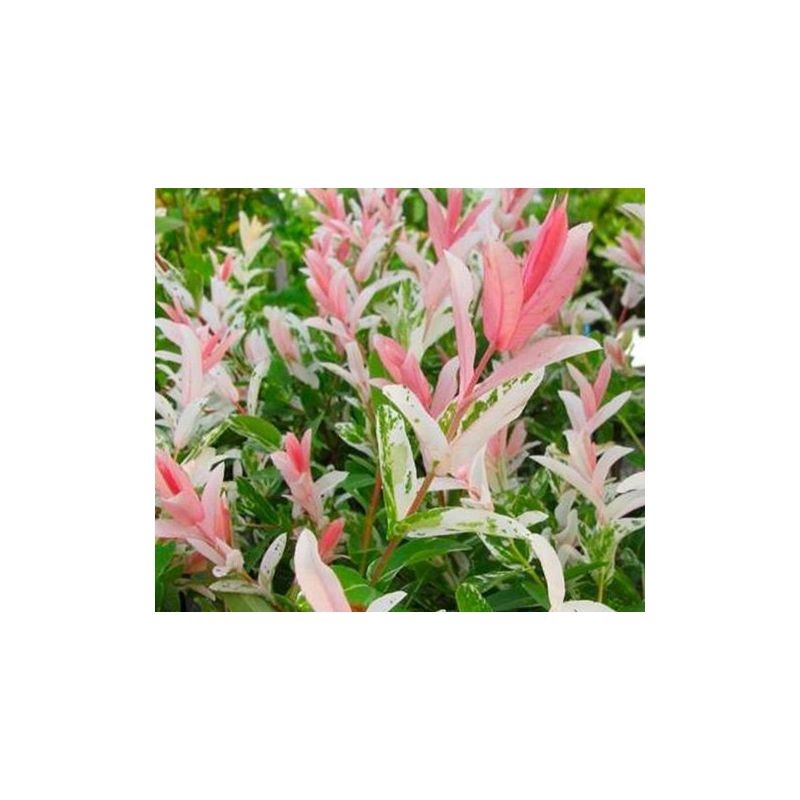 Salix Hakuro Nishiki op stam