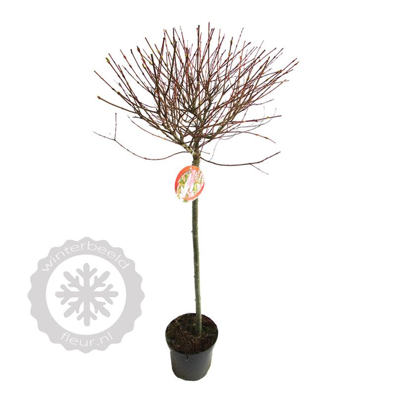 Salix helvetica op stam