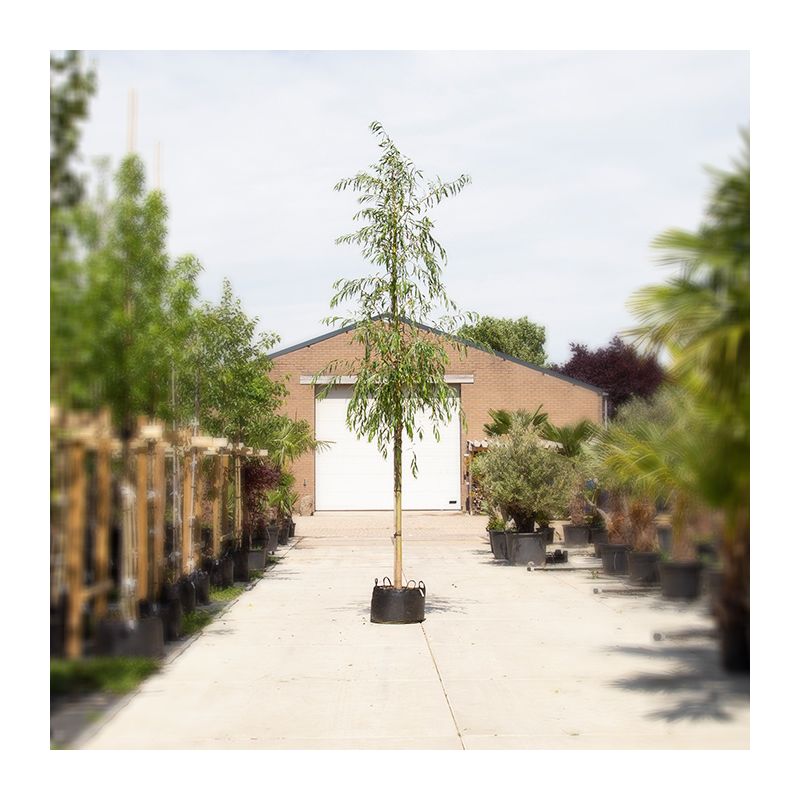 Salix Sepulcralis Chrysocoma