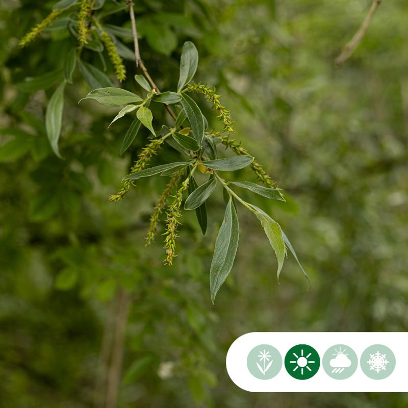Salix alba - bolvorm