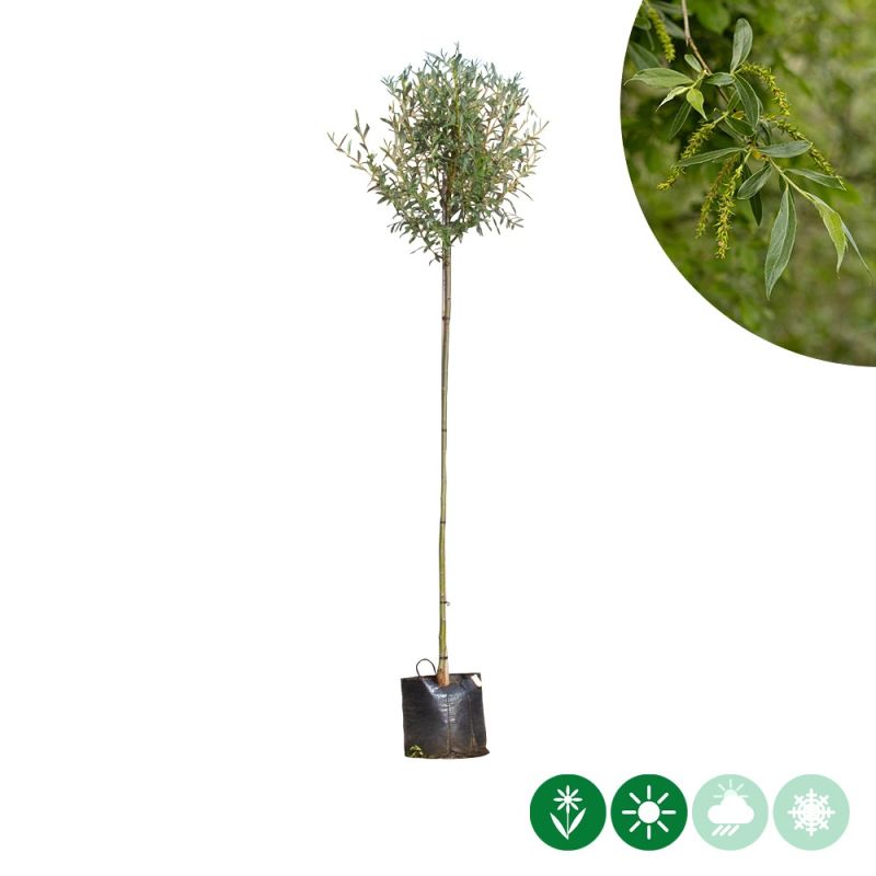 Salix alba - bolvorm
