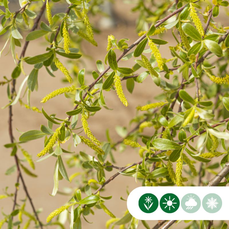 Salix alba - bolvorm