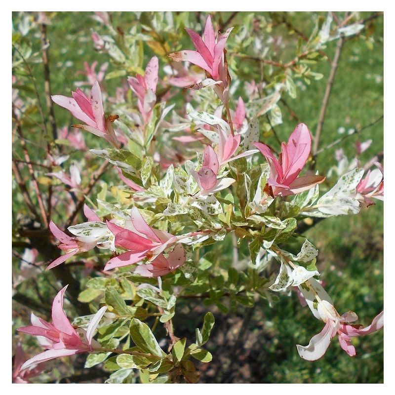 Salix Hakuro-Nishiki