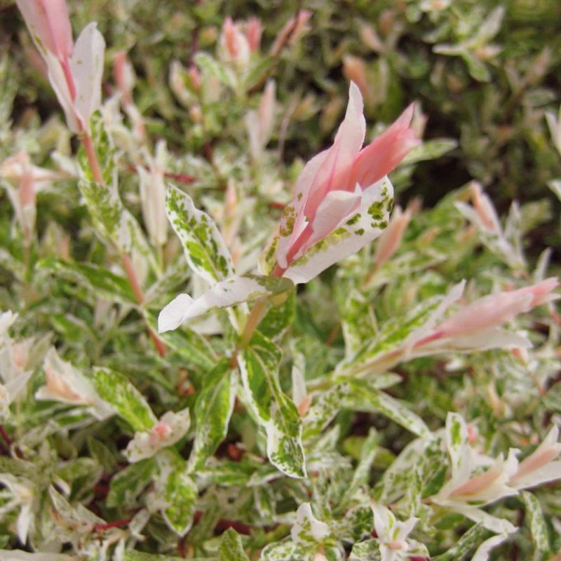 Salix Hakuro-Nishiki