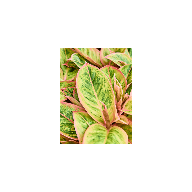 Aglaonema Salmon Fantasy