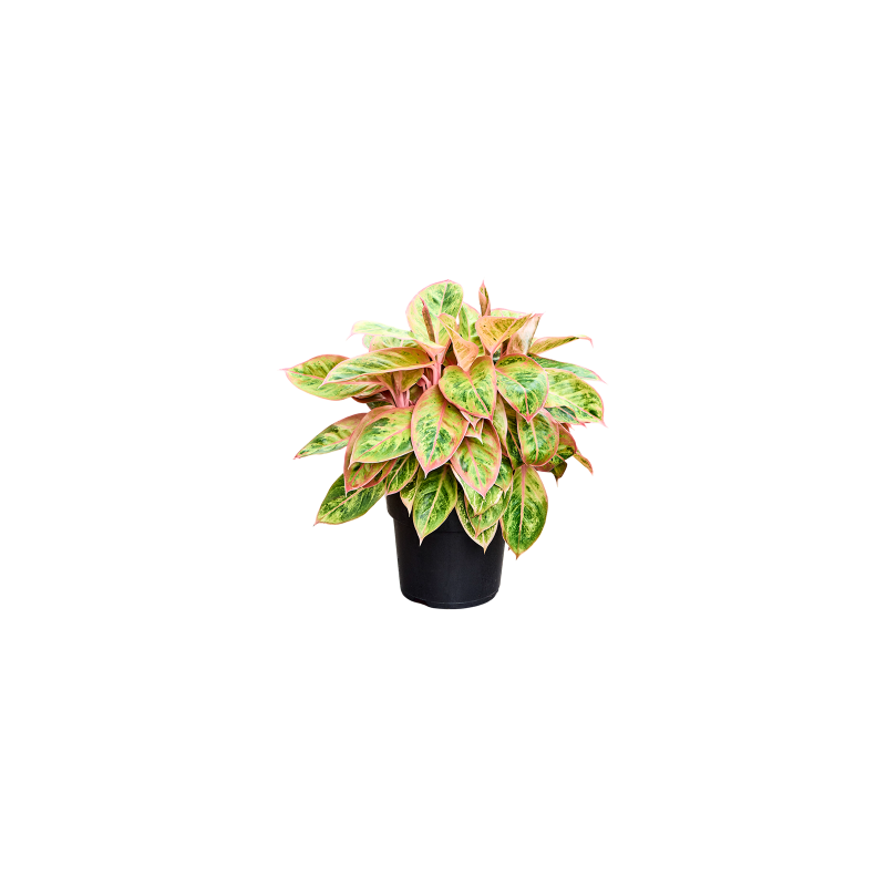 Aglaonema Salmon Fantasy