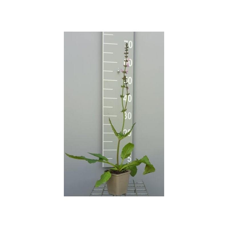 Salvia Rose Rhapsody