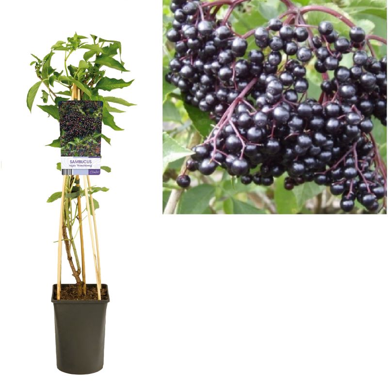 Sambucus nigra Haschberg
