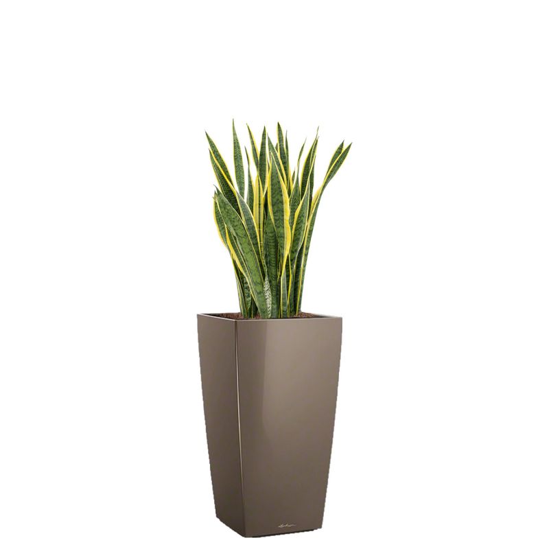 Sansevieria Laurentii in watergevende Cubico taupe