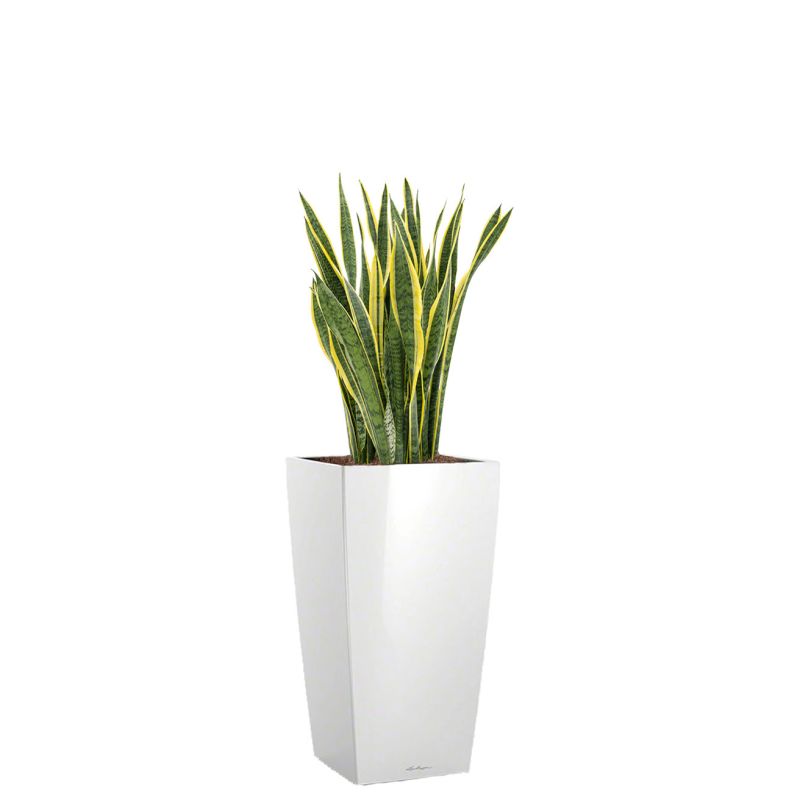 Sansevieria Laurentii in watergevende Cubico wit