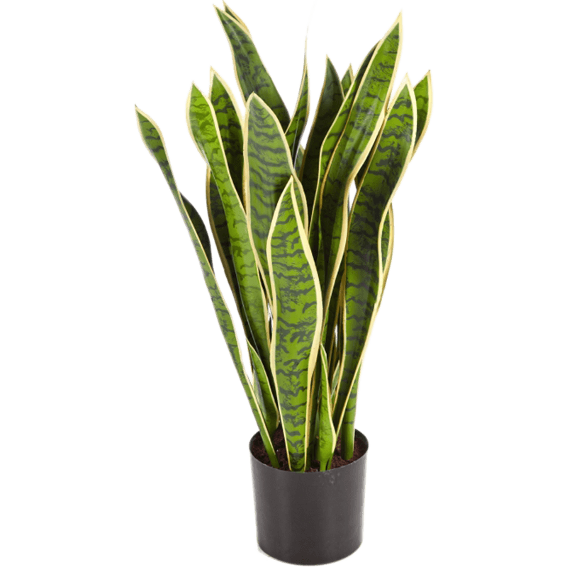 Sansevieria Laurentii - kunstplant