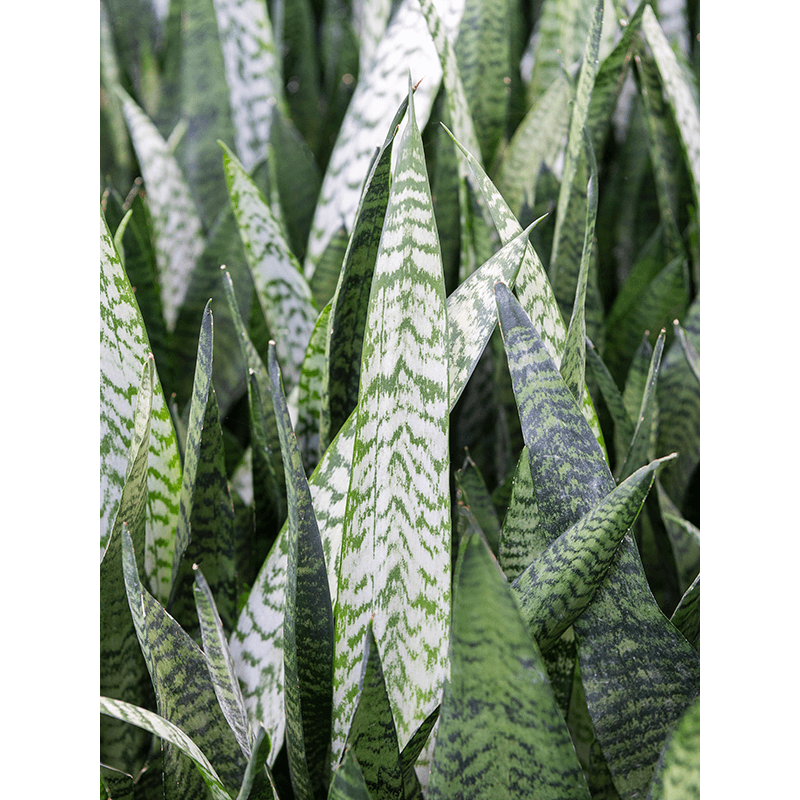 Sansevieria Zeylanica in Greenville zwart