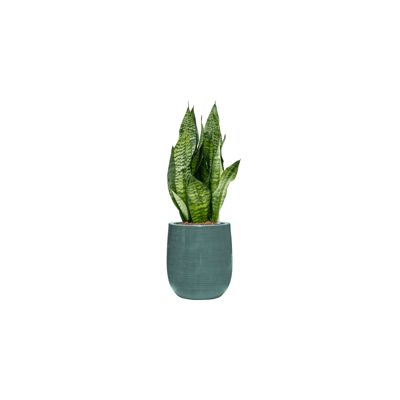 Sansevieria Compacta