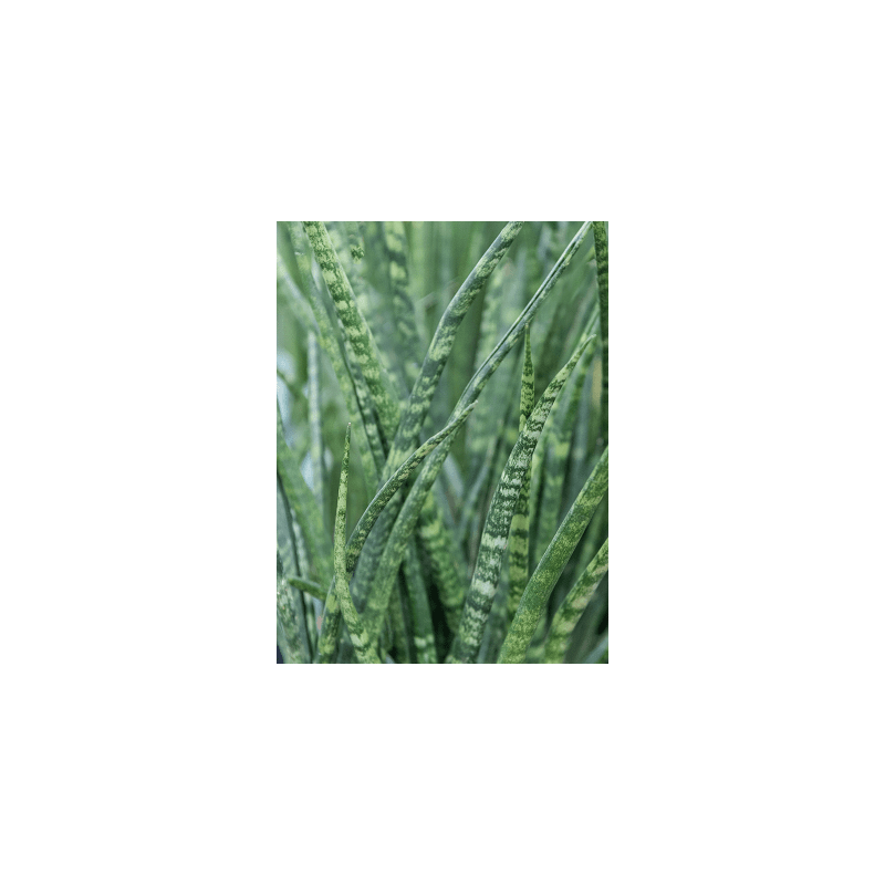 Sansevieria Fernwoord - bims