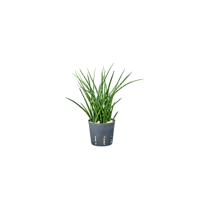 Sansevieria Fernwoord - bims