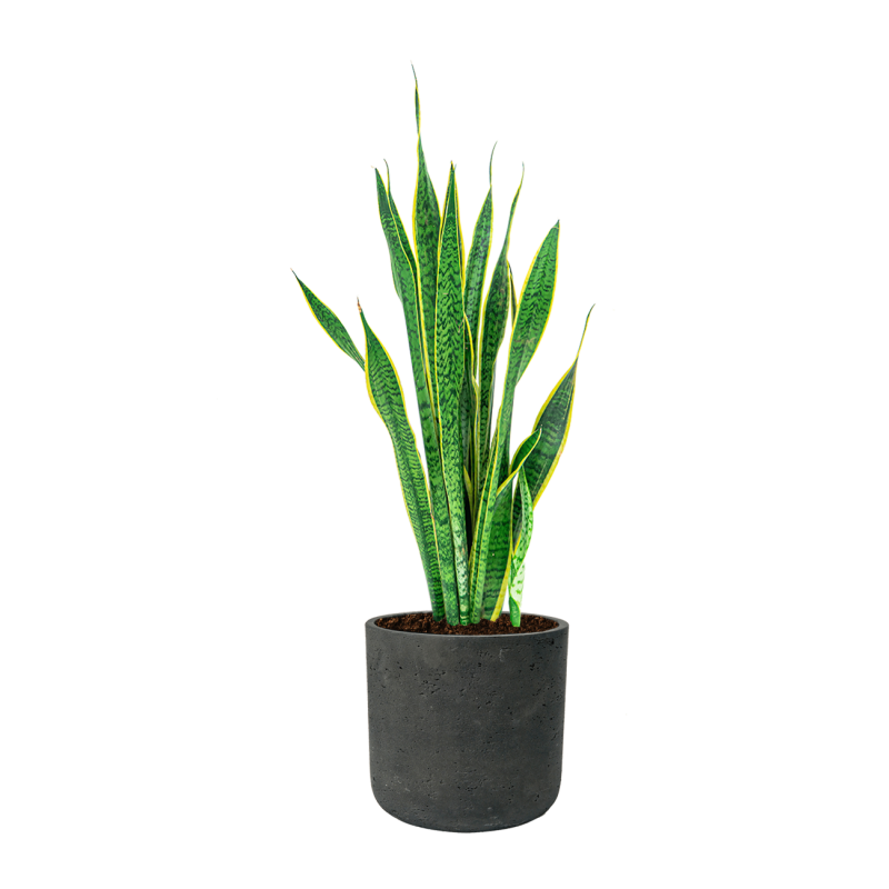 Sansevieria Laurentii in Rugged Charlie zwart