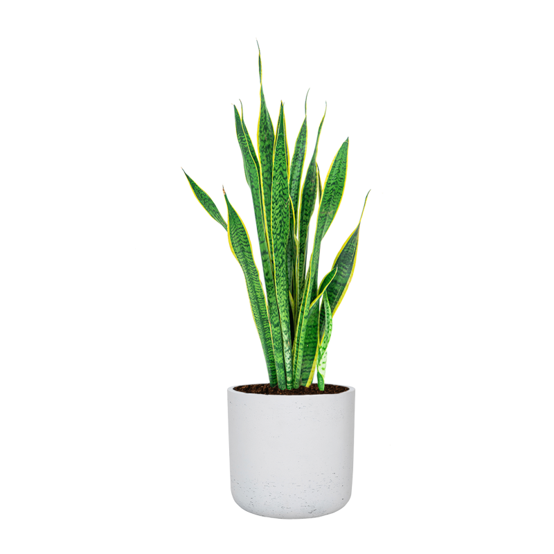 Sansevieria Laurentii in Rugged Charlie wit