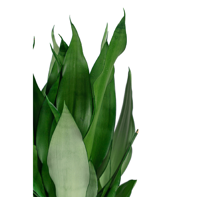 Sansevieria Masiona Moonshine