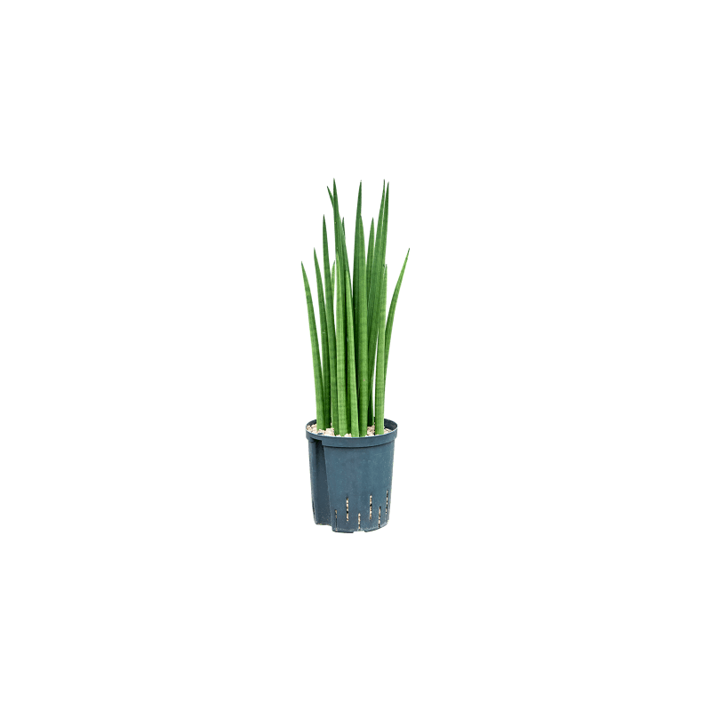 Sansevieria Spikes - bims
