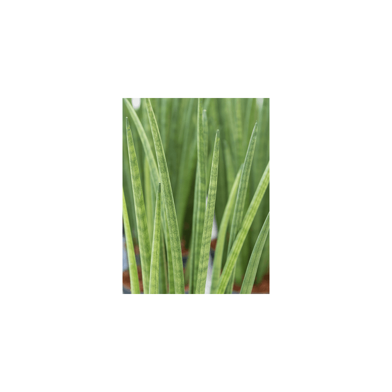 Sansevieria Spikes - bims