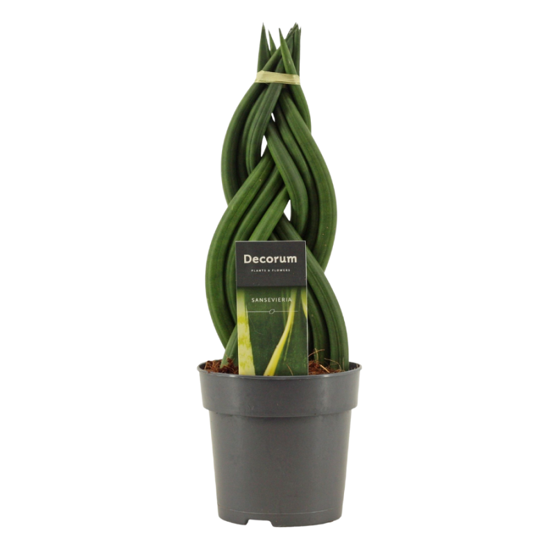 Sansevieria vlecht