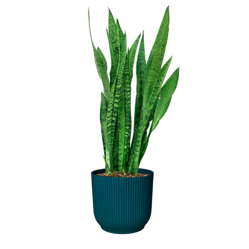 Sansevieria zeylanica in Vibes blauw
