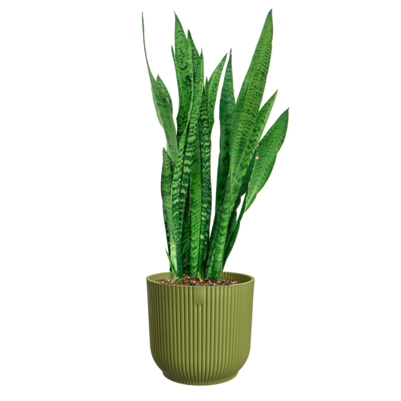Sansevieria zeylanica in Vibes groen