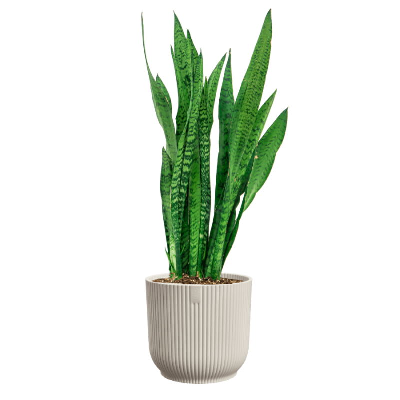 Sansevieria zeylanica in Vibes wit