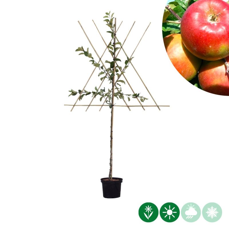 Malus Santana - leiboom